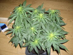 PPDSD 12/12 +5