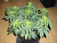 JH 12/12 +5