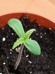 Les premières petites feuilles
