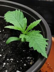 🐀🌱🌱