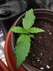 J'essaie de faire en sorte qu'elle ne touche pas le pot chaque jour