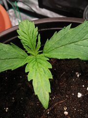 Et hop ça développe les petites feuilles