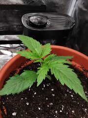 Rempotage de la Runtz dans un pot 5L