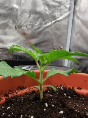 🌱 Trop hâte qu'elle se développe encore ! C+9