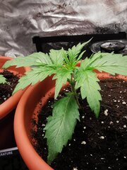 Temp stabilisé à 17.5 minimum ! Et max 22