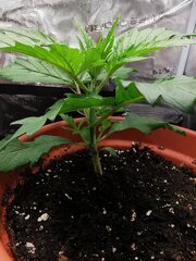 🌱🌱
