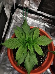 🌱Lemon Skunk