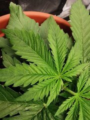 🌱🌱🌱