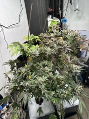 Apex White Runtz et OG Kush Growbarato