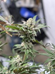 OG Kush Growbarato