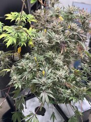 OG Kush Growbarato