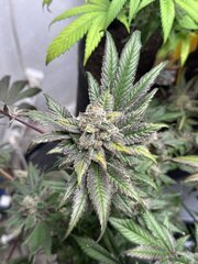IMG_3766.jpeg