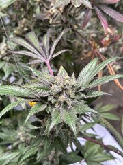 IMG_3767.jpeg