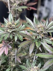 IMG_3768.jpeg