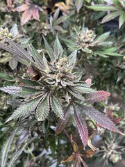 IMG_3769.jpeg