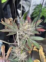 IMG_3770.jpeg