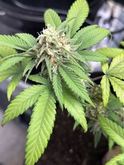 IMG_3772.jpeg