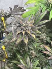 IMG_3909.jpeg