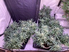 IMG_9502.jpeg