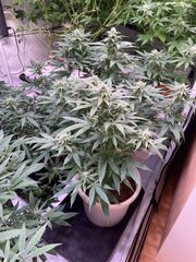 IMG_9503.jpeg