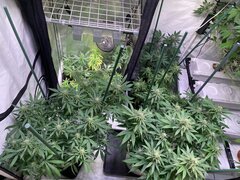 IMG_9623.jpeg
