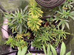 IMG_9624.jpeg