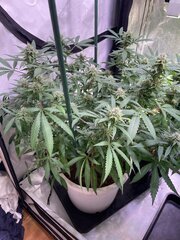 Gavlyn - Trichoma Gold Genetic