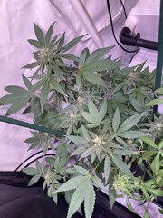 Tropicanna Punch BX1 - Oni Seeds