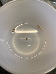IMG_9633.jpeg