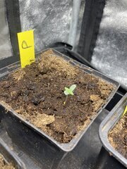 Papaya BX1 - Gratefull Seeds