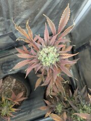 PXL_20241124_165446892.jpg
