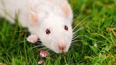 desktop-wallpaper-pet-rat-rat.jpg