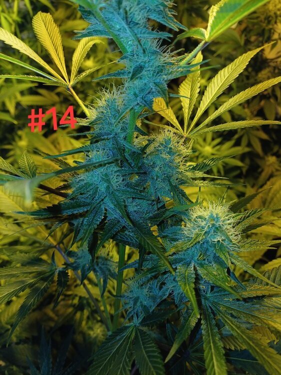 20241212_111141.thumb.jpg.ea5798ab630c876a296726704a375ce8.jpg