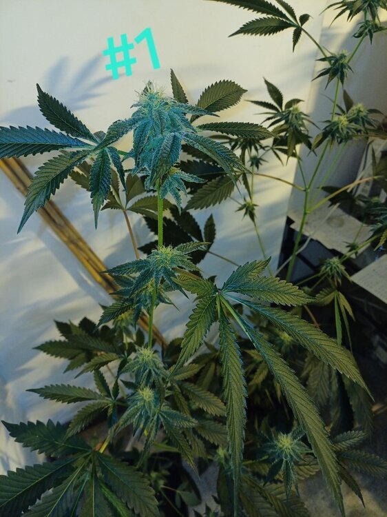 20241212_112540.thumb.jpg.47db49d5ff23901123134ff58d07ba0d.jpg