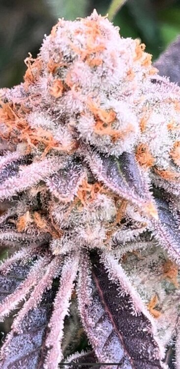 IMG_2114.thumb.jpeg.46ae69e304fcd1a197fc6356ebcd55dd.jpeg