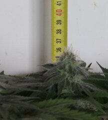 18dec L2.4.jpg