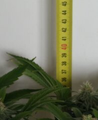 18dec L1.4.jpg