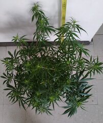 18dec MK1.2.jpg