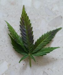 8dec L2f2.jpg