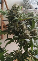 13dec Mand bud.3.jpg