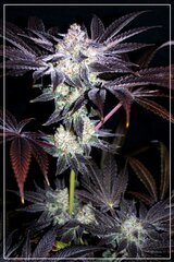 FLO+70 Satzuma Reveng x Fresh Sour B.jpg