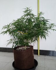 18dec MK1.1.jpg