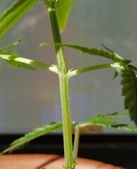 18dec MK2.b2.jpg