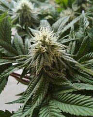 13dec L2 bud1.jpg
