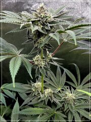 FLO+52 Satzuma Reveng x Fresh Sour A.jpg