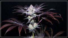 FLO+70 Satzuma Reveng x Fresh Sour A.jpg