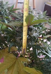 13dec Mand bud.1.jpg