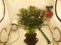 Panama 12/12 +40