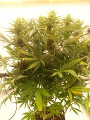 Panama 12/12 +40