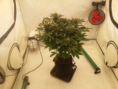 Jack Herer 12/12 +40